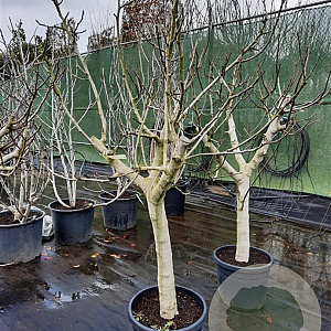Ficus carica 80 cm stam container 25-30