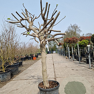 Ficus carica 80 cm stam container 25-30