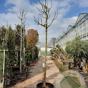 Ficus car. 'Brogiotto Bianco' 220 cm stam container 20-25