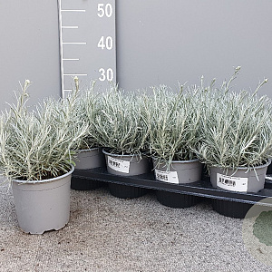 Helichrysum italicum P14