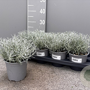Helichrysum italicum P14