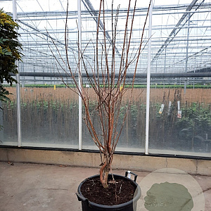 Heptacodium miconioides 175-200 cm container meerstammig