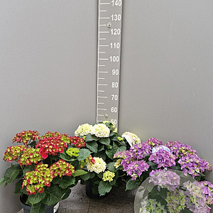 Hydrangea macrophylla 40-50 cm 5,0L