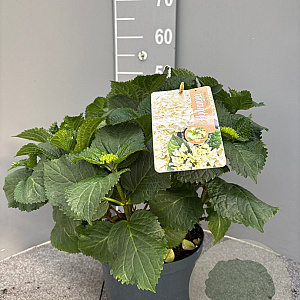 Hydrangea macrophylla 40-50 cm 5,0L