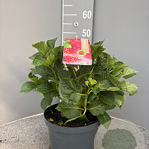 Hydrangea macrophylla 40-50 cm 5,0L