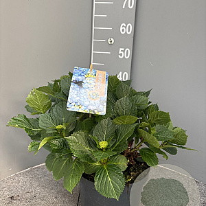 Hydrangea macrophylla 40-50 cm 5,0L