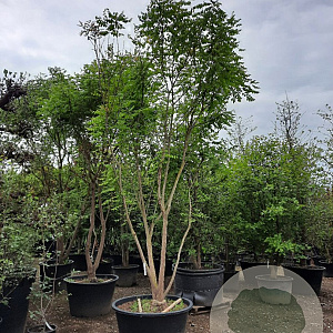 Koelreuteria paniculata 350-400 cm container meerstammig