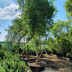 Koelreuteria paniculata 350-400 cm container meerstammig