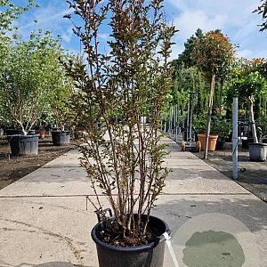 Lagerstroemia indica 125-150 cm container meerstammig