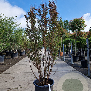 Lagerstroemia indica 150-175 cm container meerstammig