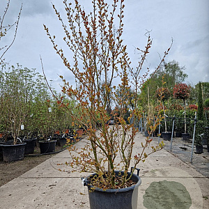Lagerstroemia indica 150-175 cm container meerstammig