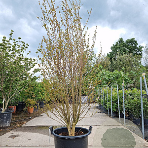 Lagerstroemia indica 175-200 cm container meerstammig