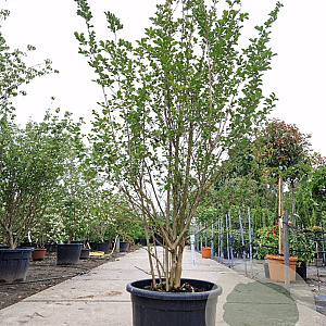 Lagerstroemia indica 175-200 cm container meerstammig