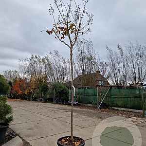 Lagerstroemia indica 180 cm stam 45L 8-10