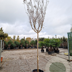Lagerstroemia indica 180 cm stam container 14-16