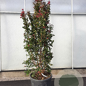 Lagerstroemia indica 200-250 cm cont. 95L