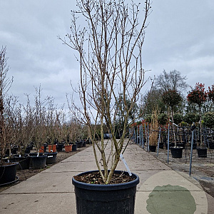 Lagerstroemia indica 200-250 cm cont. 95L