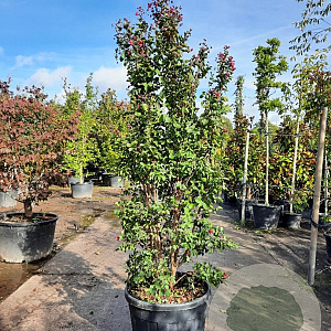 Lagerstroemia indica 200-250 cm cont. 95L