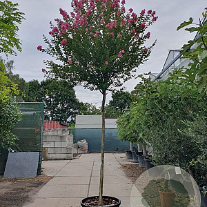 Lagerstroemia indica 200 cm stam cont. 130L