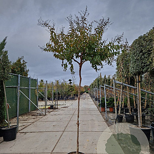 Lagerstroemia indica 200 cm stam 45L 10-12