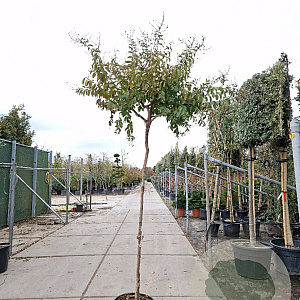 Lagerstroemia indica 200 cm stam 45L 10-12