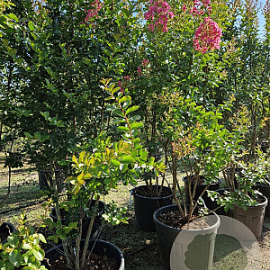 Lagerstroemia i. 'Petite Red' 250-300 cm container meerstammig