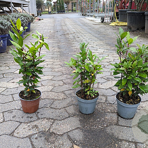 Laurus nobilis P14