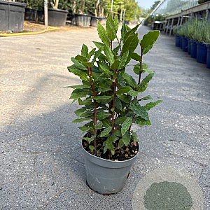 Laurus nobilis P14