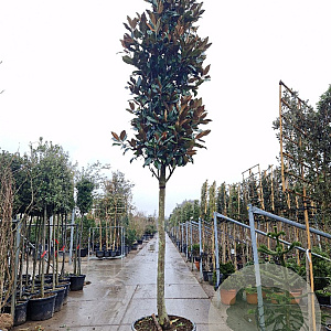 Magnolia grand. 'Galissonnière' 180 cm stam container 30-35