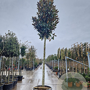 Magnolia grand. 'Galissonnière' 250 cm stam container 20-25