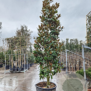 Magnolia grand. 'Galissonnière' 350-400 cm cont. 230L