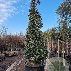 Magnolia grand. 'Galissonnière' 350-400 cm cont. 300L