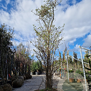 Magnolia loebneri 'Merrill' 400-450 cm container solitair