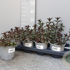 Mentha piperita 'Chocolate' P14