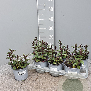 Mentha piperita 'Chocolate' P14