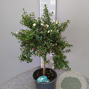 Myrtus communis tarentina 60 cm 5,0L stam