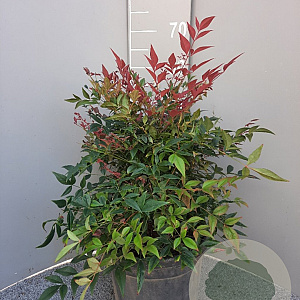 Nandina d. Obsessed 30-40 cm 9L