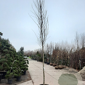 Nyssa sylvatica 170 cm stam container 14-16