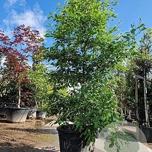 Nyssa sylvatica 300-325 cm container meerstammig