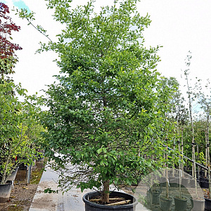 Nyssa sylvatica 350-400 cm container solitair 2-3 tak