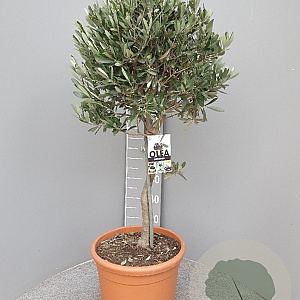 Olea europaea 100 cm 20L stam