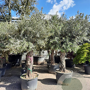 Olea europaea 100 cm stam container 50-60