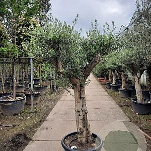 Olea europaea 100 cm stam container 50-60