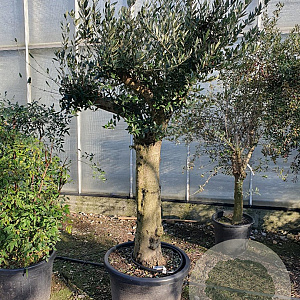 Olea europaea 100 cm stam container 50-60