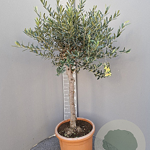 Olea europaea 160 cm 15L stam