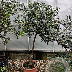 Olea europaea 160 cm 15L stam