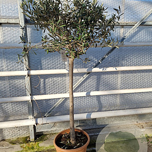 Olea europaea 160 cm 15L stam