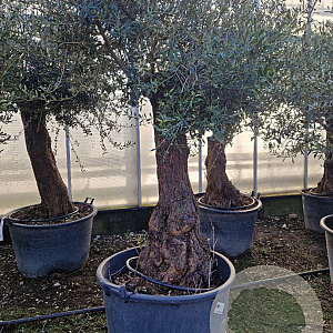 Olea europaea 180 cm stam container 50-60