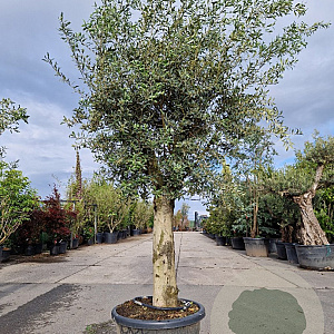 Olea europaea 180 cm stam container 50-60