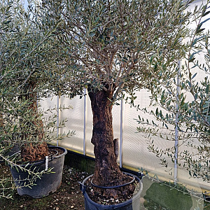 Olea europaea 180 cm stam container 50-60